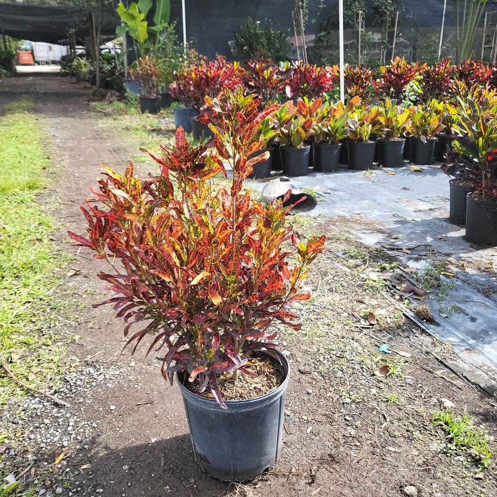 codiaeum-variegatum-batik-croton