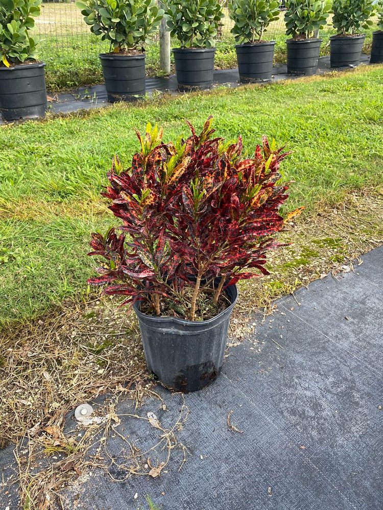 codiaeum-variegatum-batik-croton