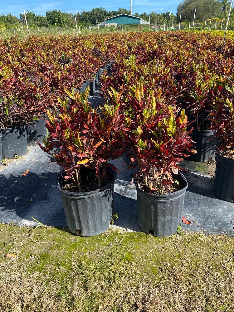 codiaeum-variegatum-batik-croton