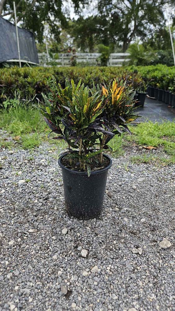codiaeum-variegatum-batik-croton