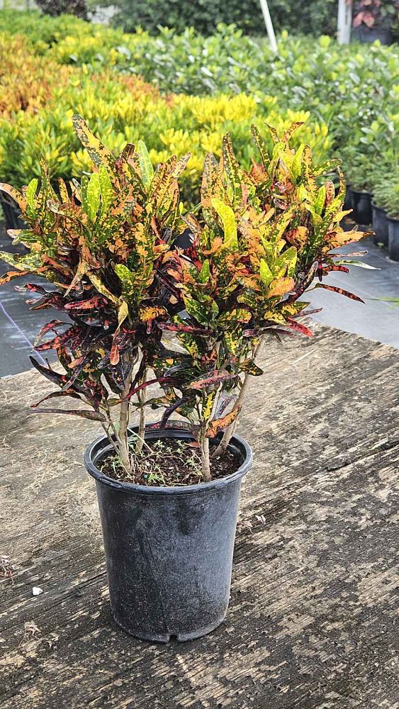 codiaeum-variegatum-batik-croton
