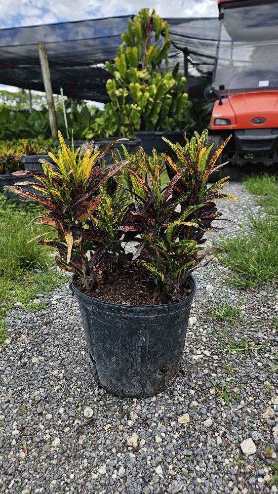 codiaeum-variegatum-batik-croton