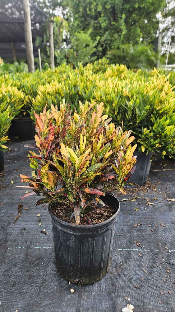 codiaeum-variegatum-batik-croton