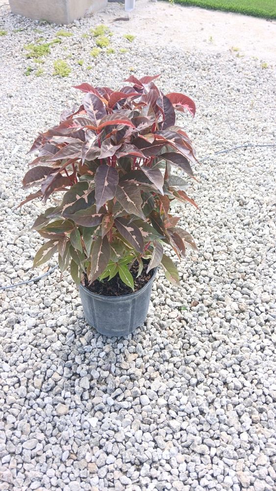 codiaeum-variegatum-big-red-banana-croton