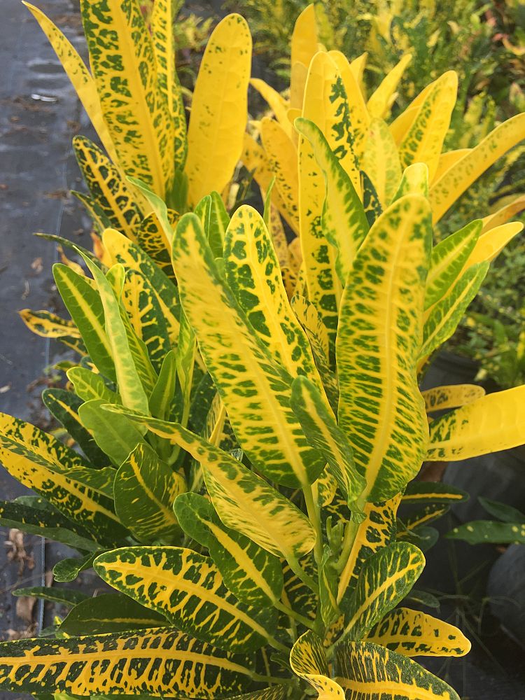 codiaeum-variegatum-bogoriensis-croton