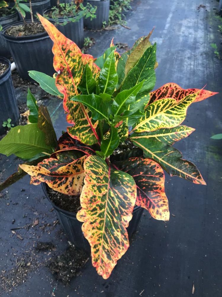 codiaeum-variegatum-bravo-croton