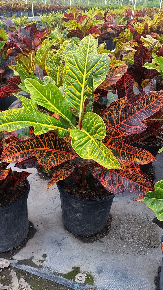 codiaeum-variegatum-bravo-croton