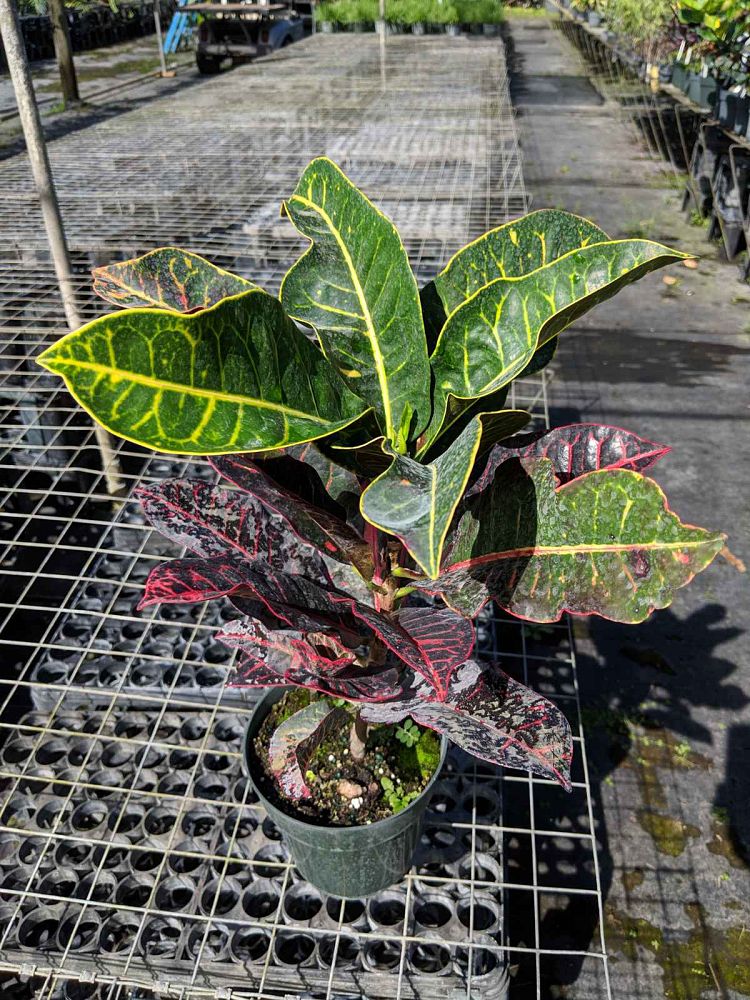 codiaeum-variegatum-bravo-croton