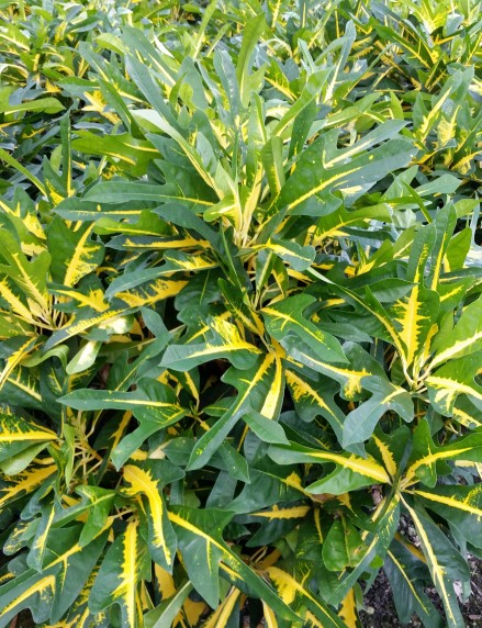 codiaeum-variegatum-brazil-croton