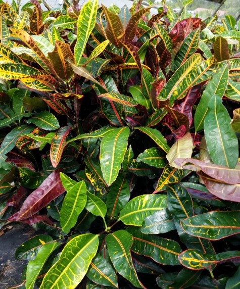 codiaeum-variegatum-congo-croton