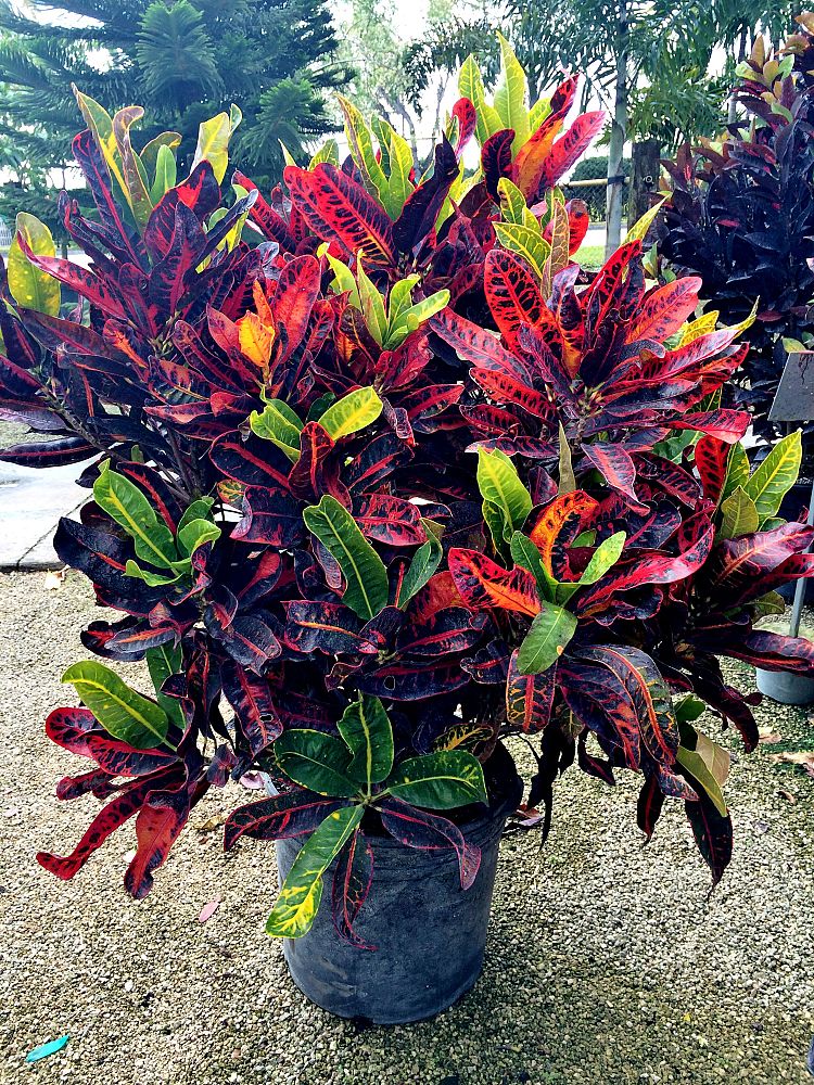 codiaeum-variegatum-congo-croton