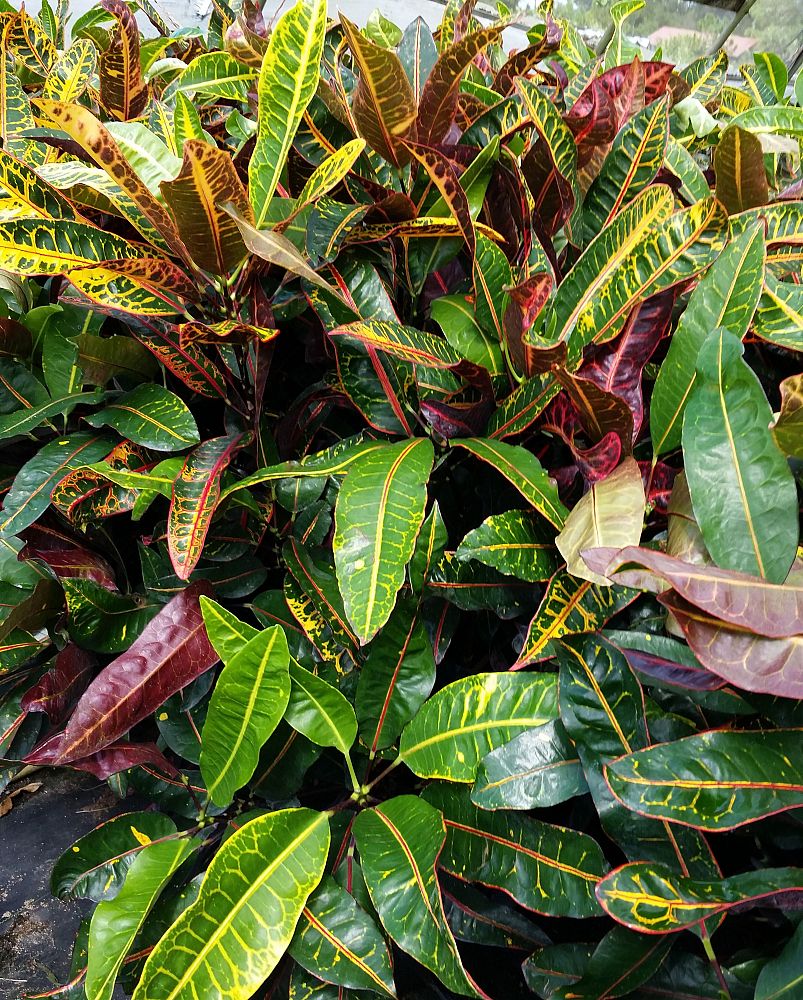 codiaeum-variegatum-congo-croton