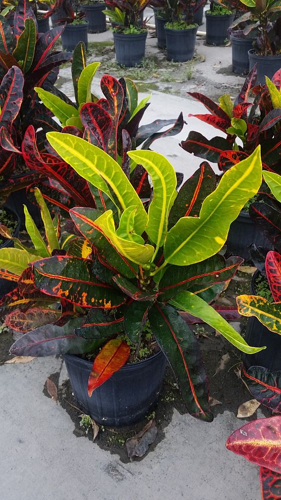 South Florida Ornamental