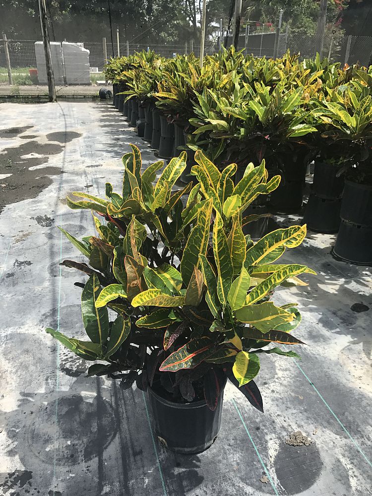 codiaeum-variegatum-congo-croton