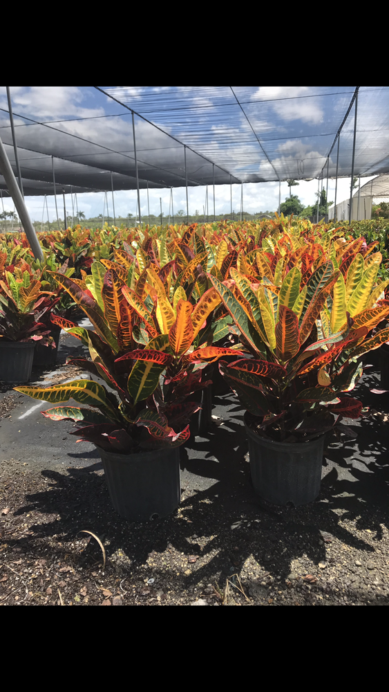 codiaeum-variegatum-congo-croton