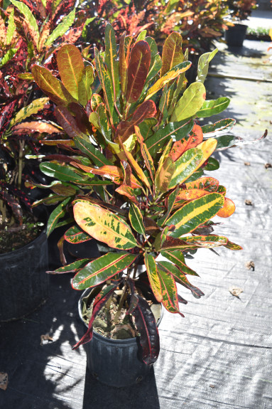 codiaeum-variegatum-congo-croton