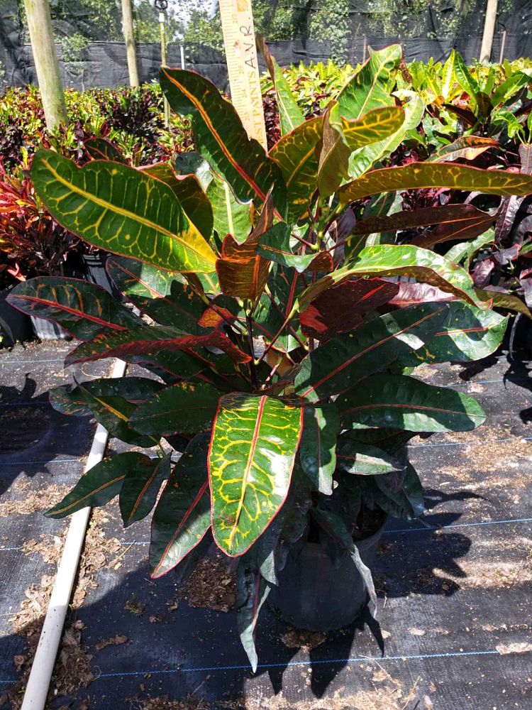 codiaeum-variegatum-congo-croton