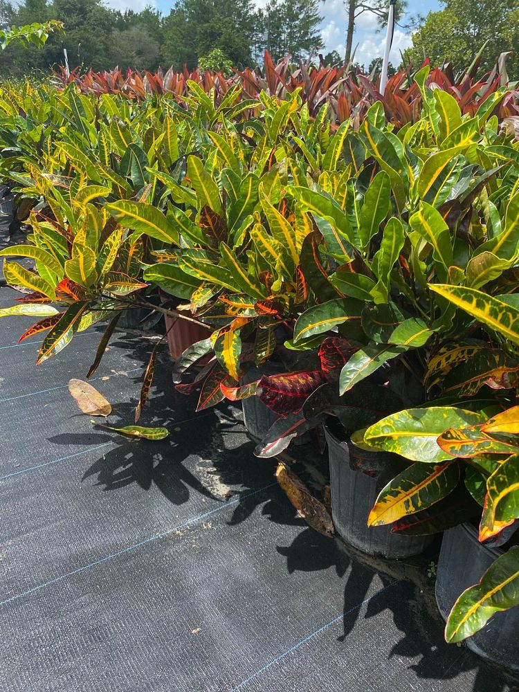 codiaeum-variegatum-congo-croton