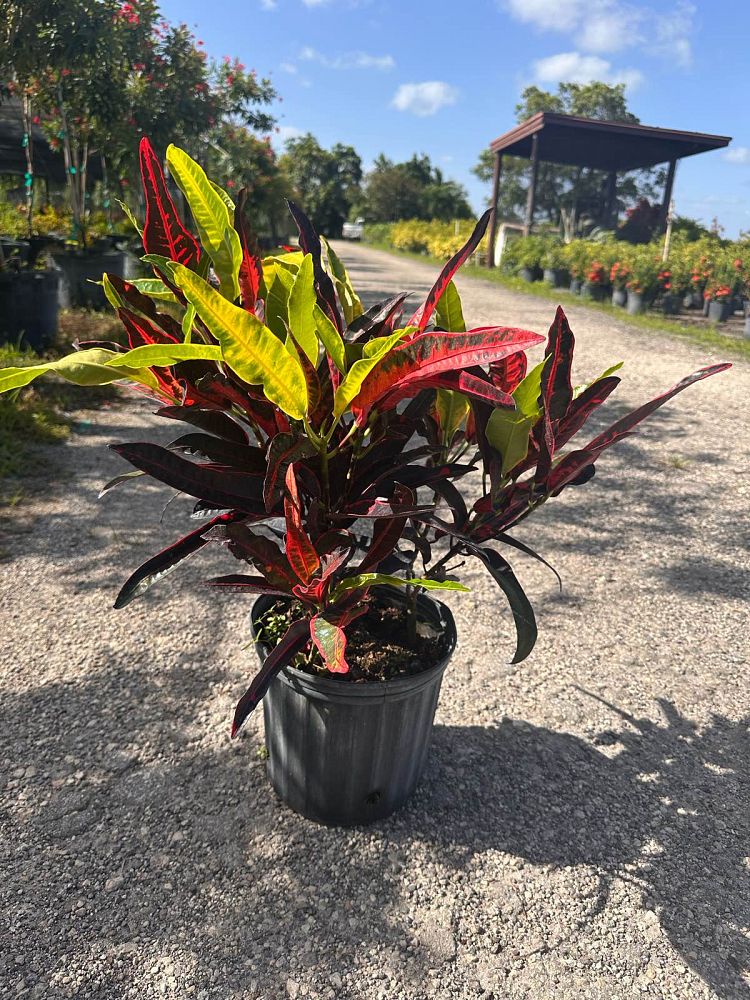 codiaeum-variegatum-congo-croton