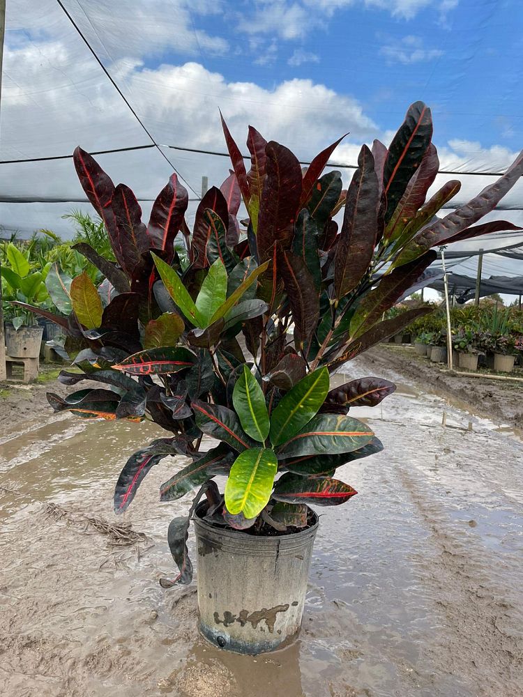 codiaeum-variegatum-congo-croton