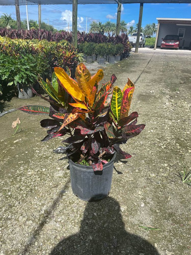 codiaeum-variegatum-congo-croton