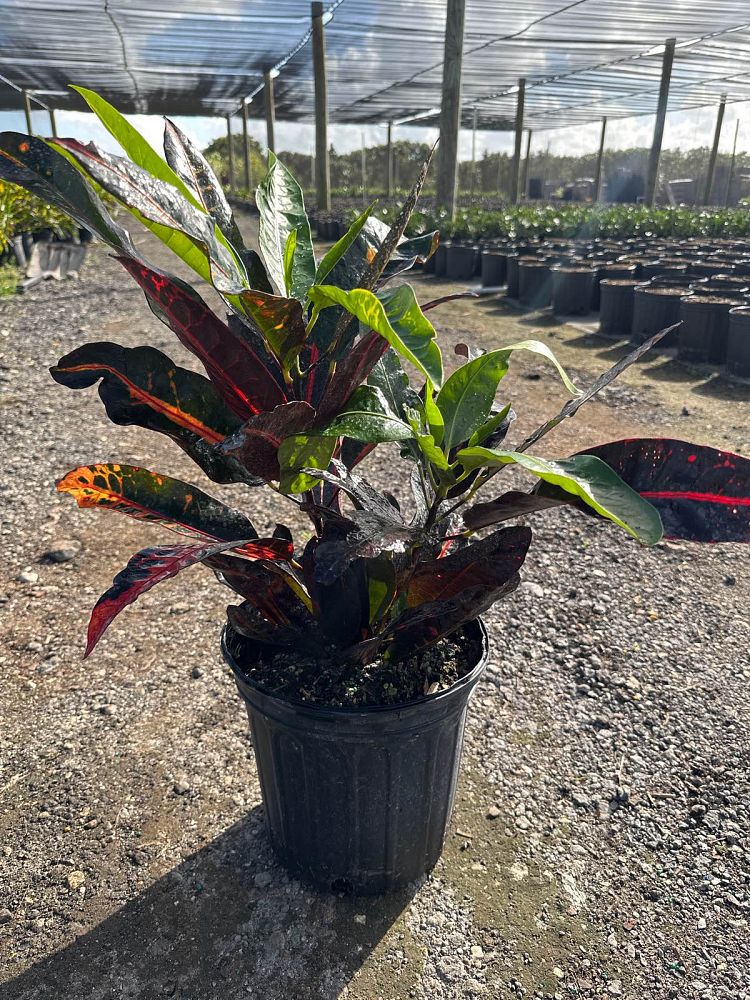 codiaeum-variegatum-congo-croton