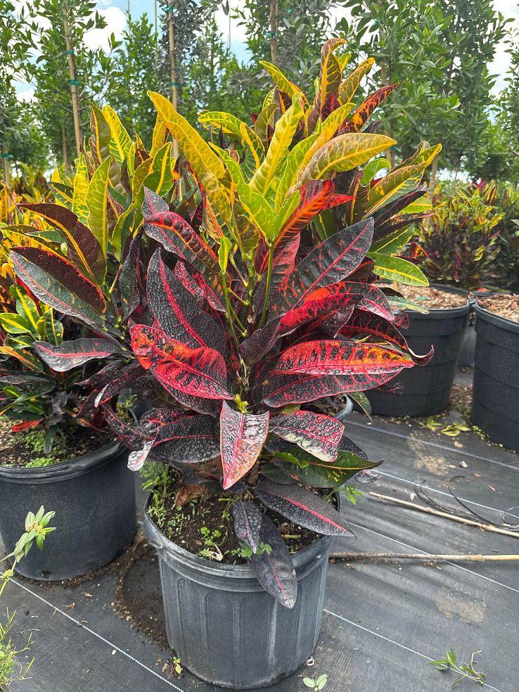 codiaeum-variegatum-congo-croton
