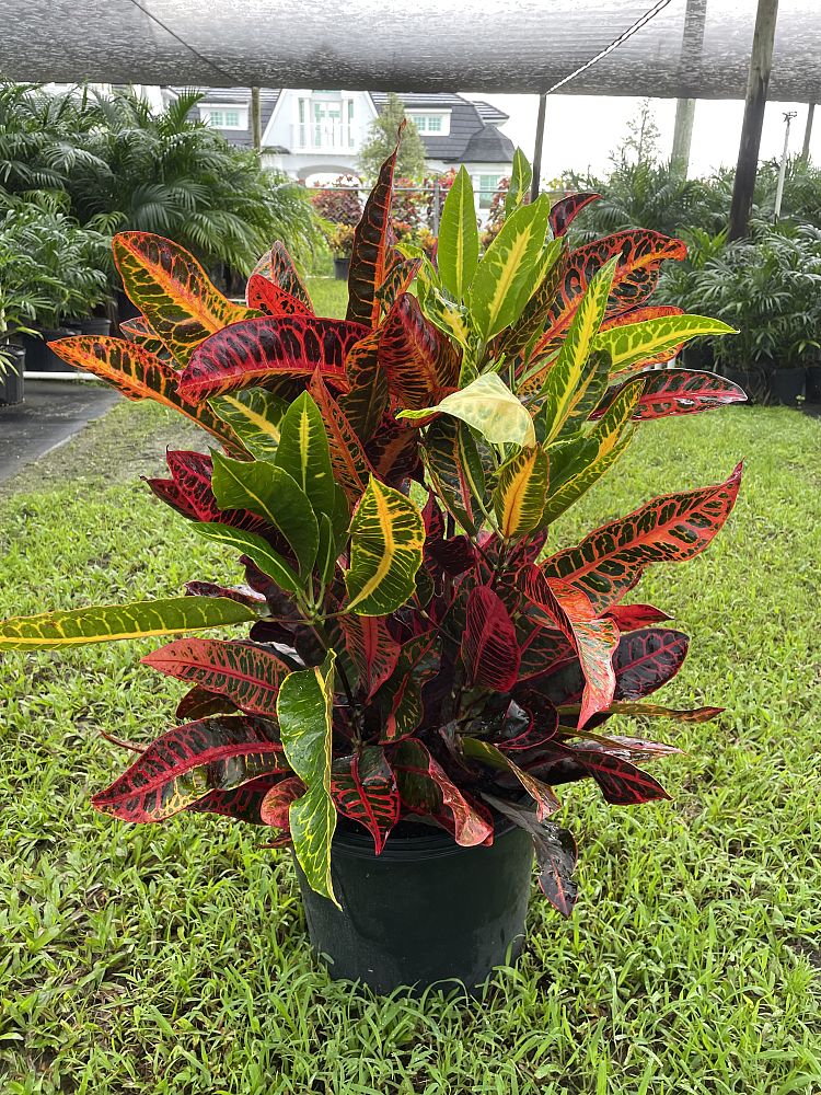 codiaeum-variegatum-congo-croton