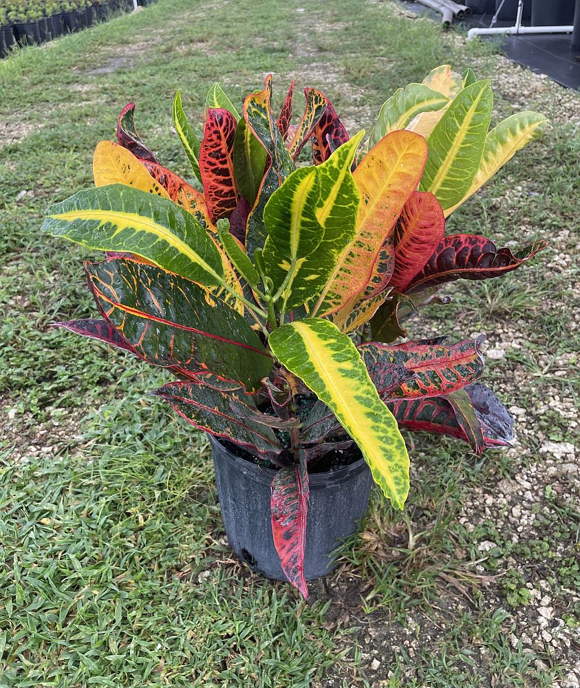 codiaeum-variegatum-congo-croton
