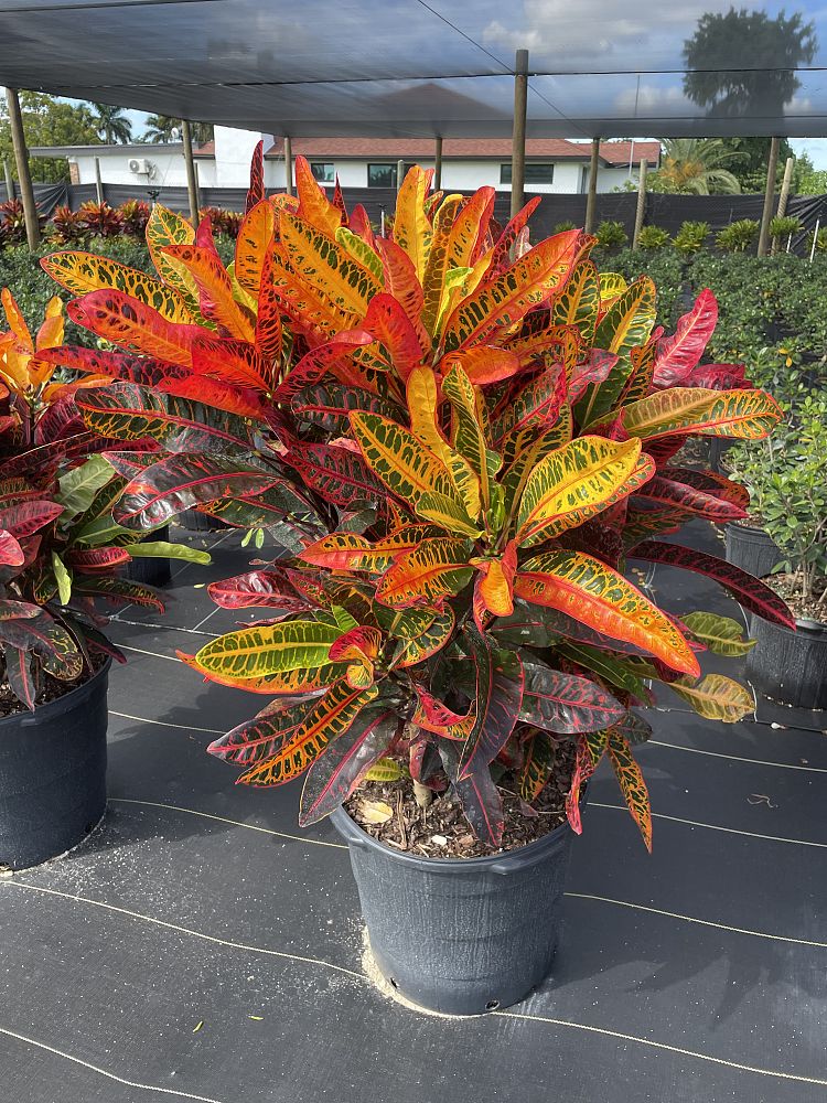 codiaeum-variegatum-congo-croton