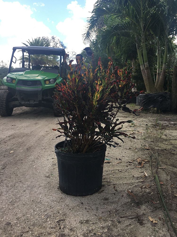 codiaeum-variegatum-corkscrew-croton