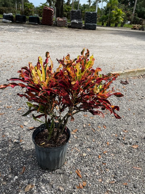 codiaeum-variegatum-corkscrew-croton