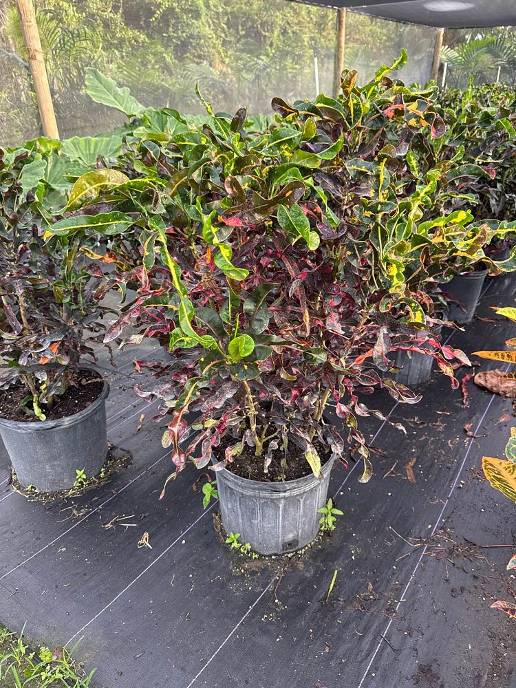 codiaeum-variegatum-corkscrew-croton