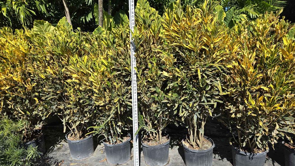 codiaeum-variegatum-corkscrew-croton