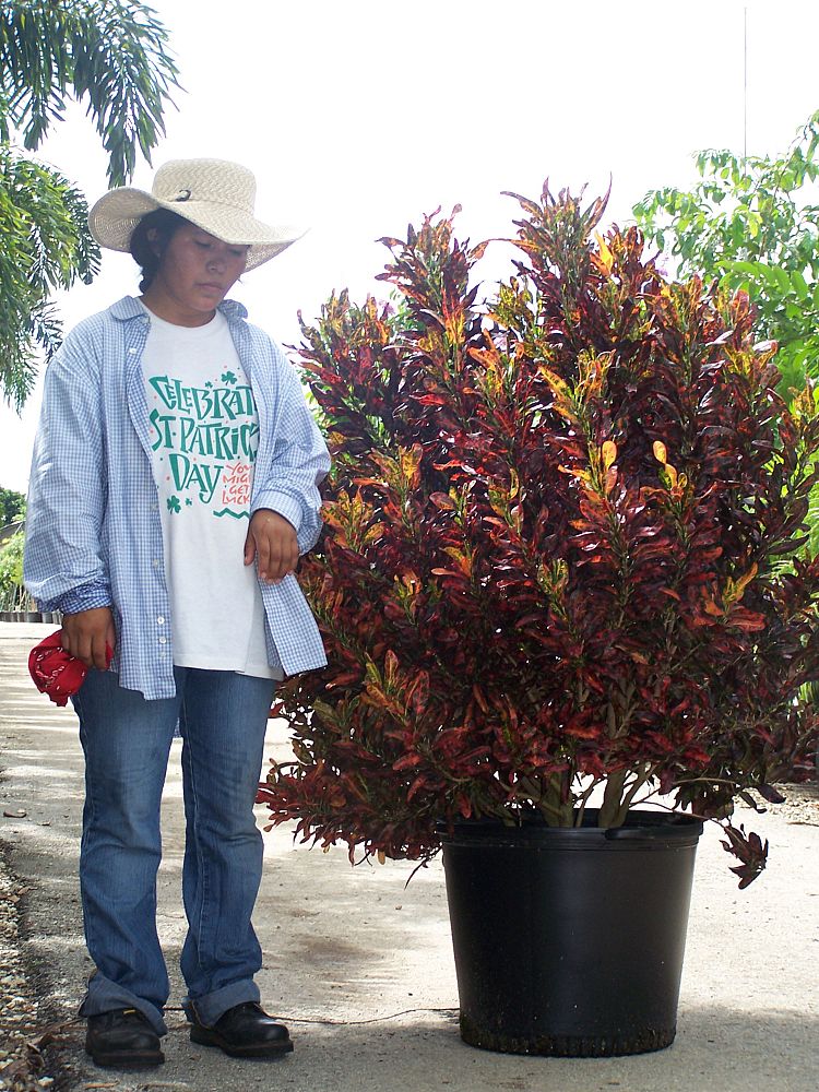 codiaeum-variegatum-croton