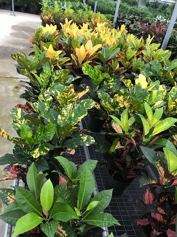 codiaeum-variegatum-croton