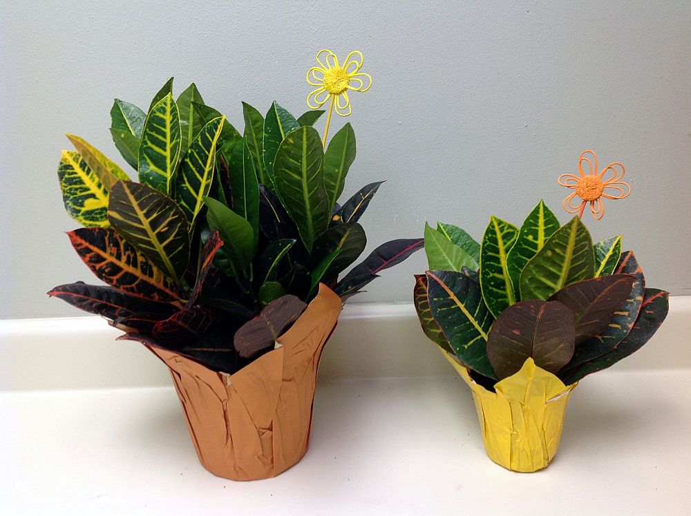codiaeum-variegatum-croton