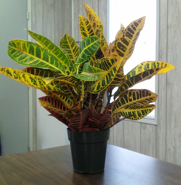 codiaeum-variegatum-croton