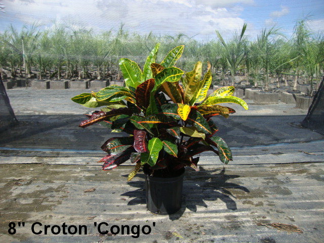 codiaeum-variegatum-croton