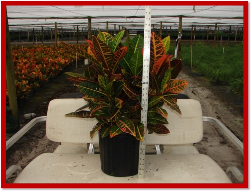 codiaeum-variegatum-croton