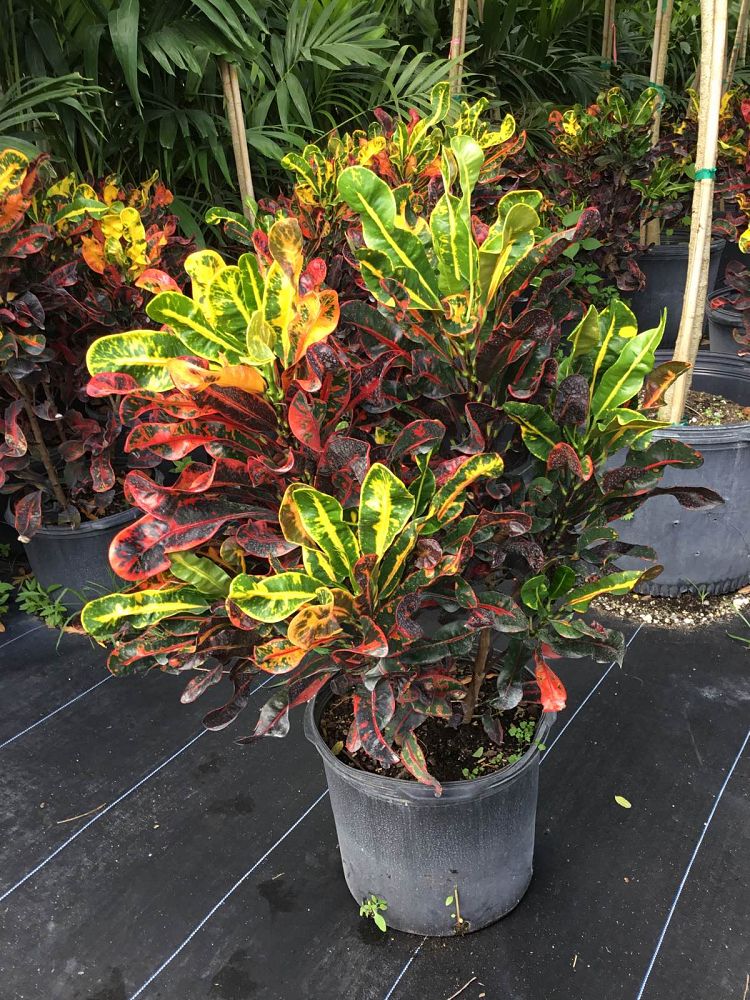 codiaeum-variegatum-croton