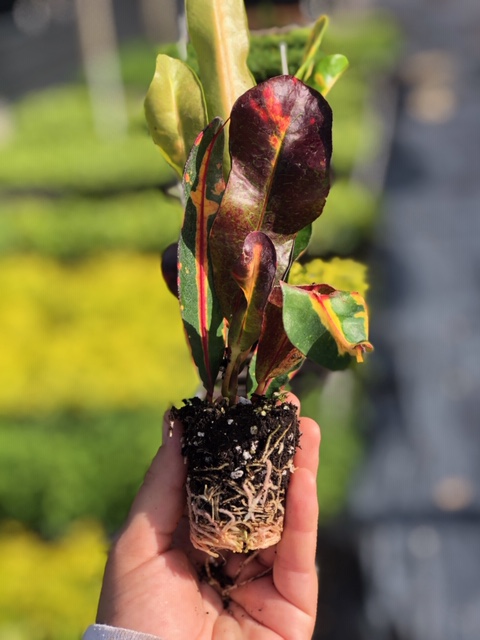codiaeum-variegatum-croton