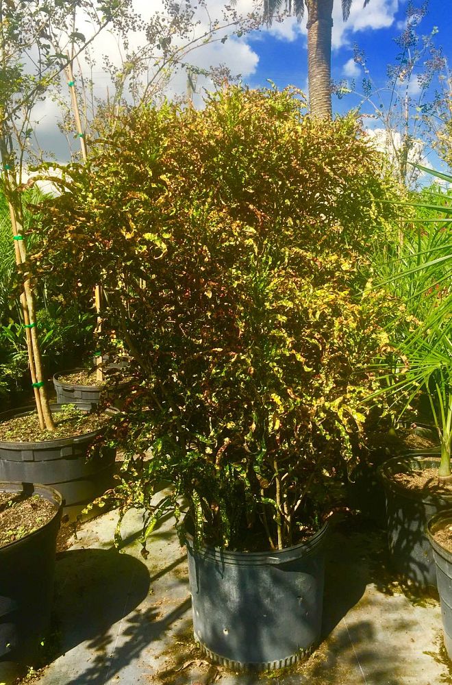 codiaeum-variegatum-croton