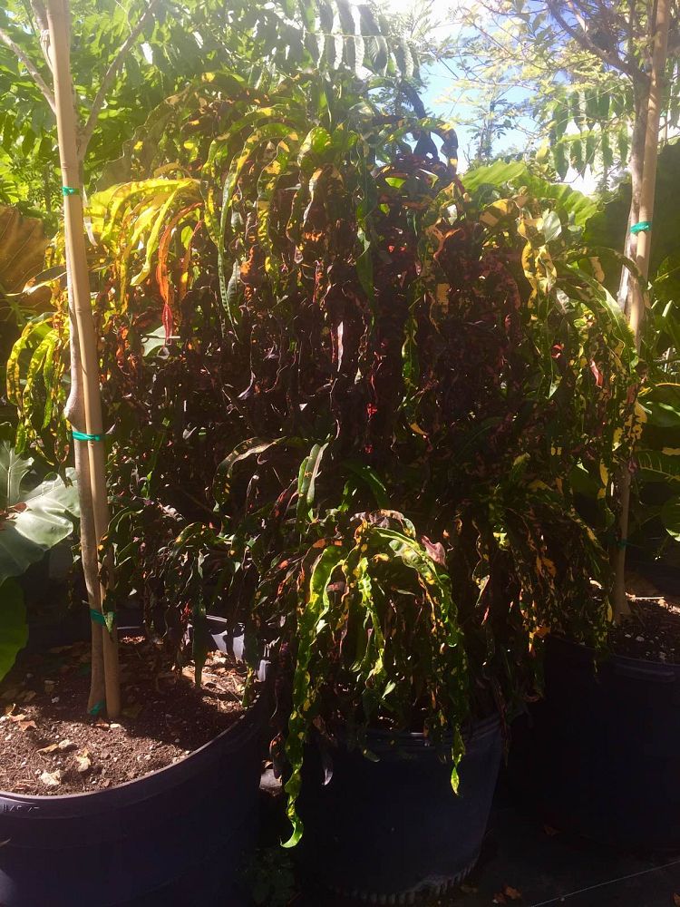 codiaeum-variegatum-croton