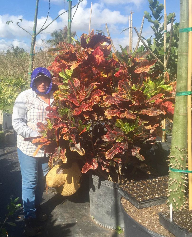 codiaeum-variegatum-croton