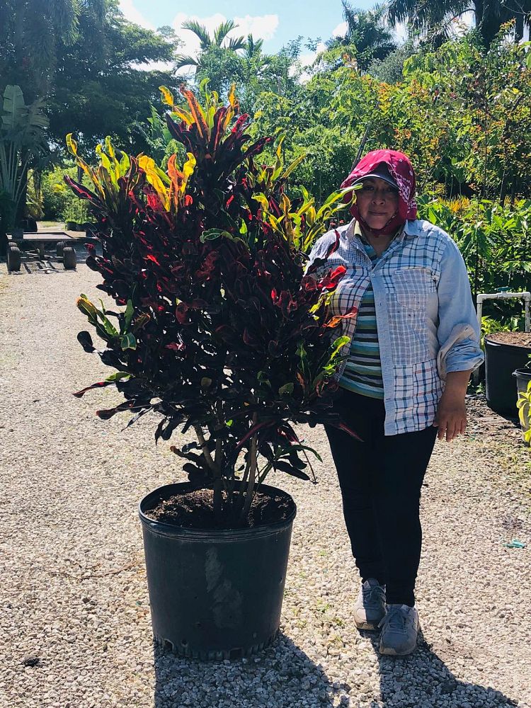 codiaeum-variegatum-croton