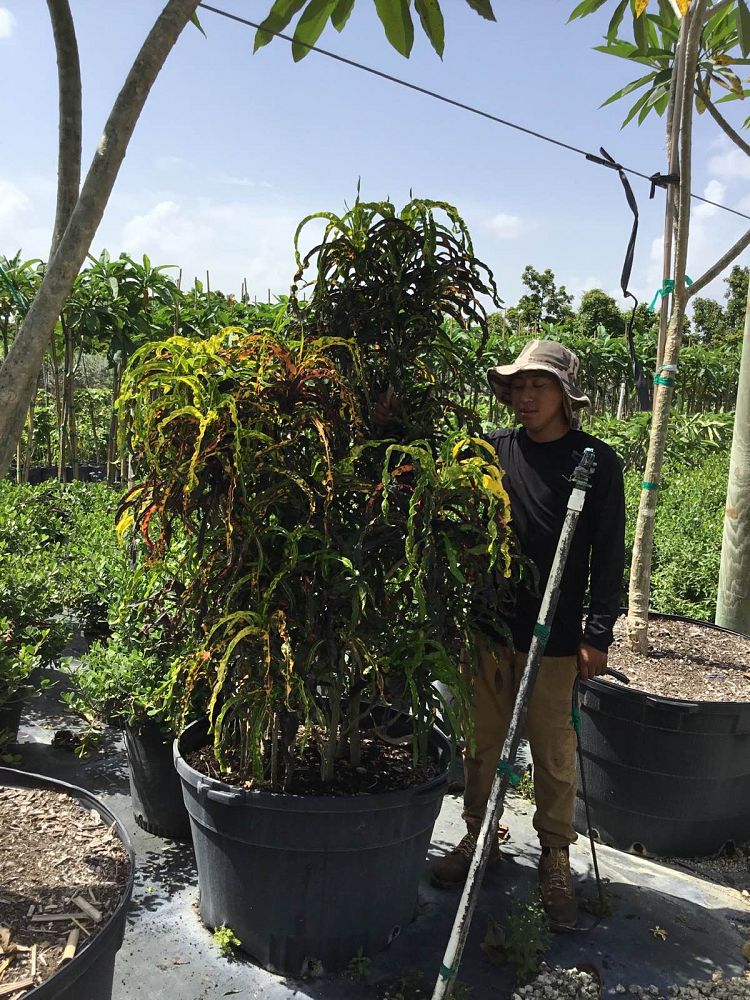 codiaeum-variegatum-croton