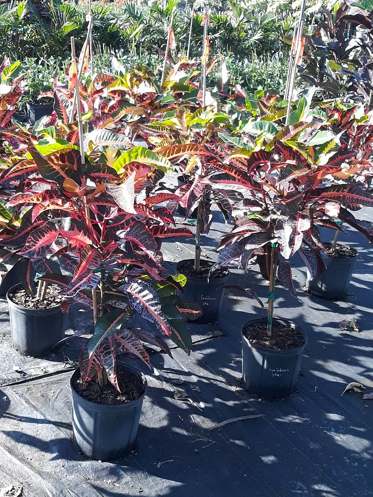 codiaeum-variegatum-croton