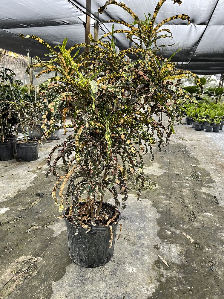 codiaeum-variegatum-croton