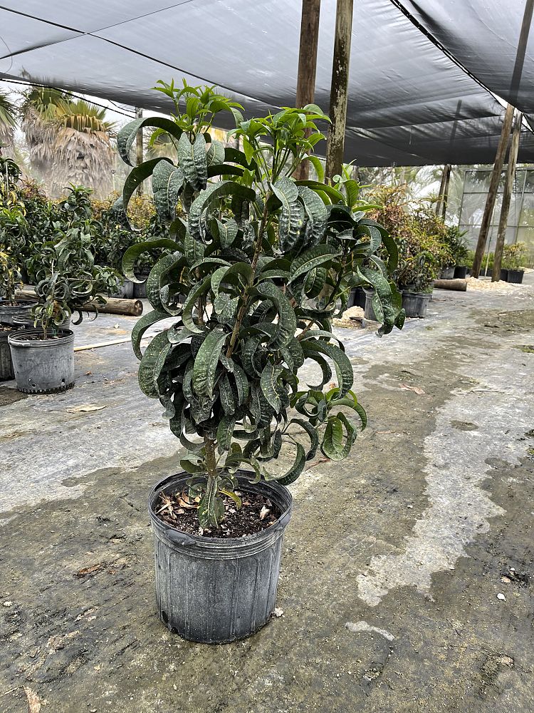 codiaeum-variegatum-croton
